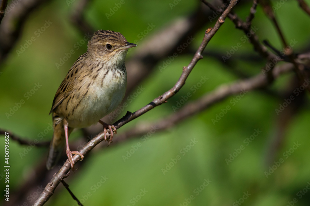 Kleine Sprinkhaanzanger; Lanceolated Warbler; Locustella lanceolata Kleine Sprinkhaanzanger; Lanceolated Warbler; Locustella lanceolata
