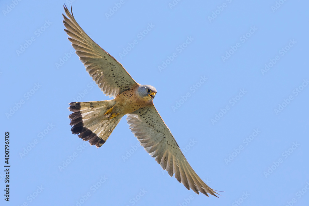 Kleine torenvalk, Lesser Kestrel, Falco naumanni Kleine torenvalk, Lesser Kestrel, Falco naumanni