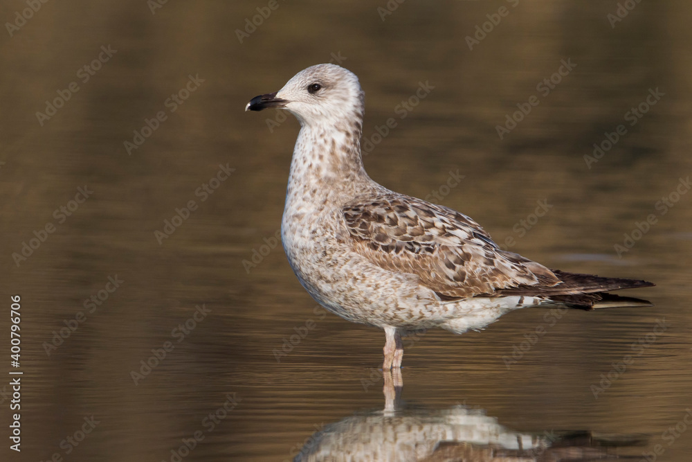 Kleine Mantelmeeuw; Lesser Black-backed Gull; Larus fuscus intermedius Kleine Mantelmeeuw; Lesser Black-backed Gull; Larus fuscus intermedius