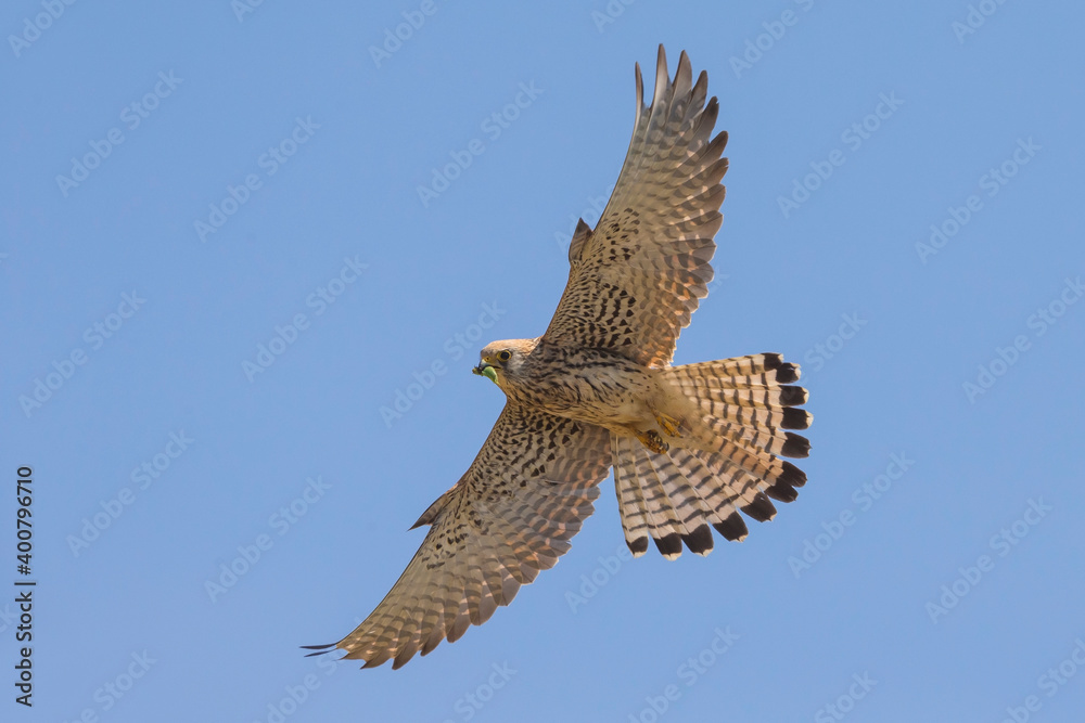 Fototapeta premium Kleine torenvalk, Lesser Kestrel, Falco naumanni