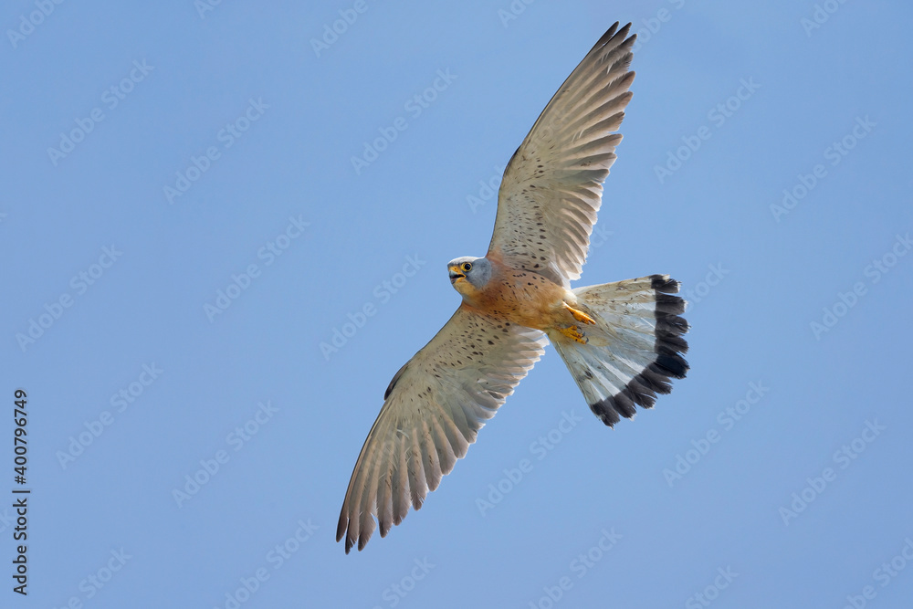 Obraz premium Kleine torenvalk, Lesser Kestrel, Falco naumanni