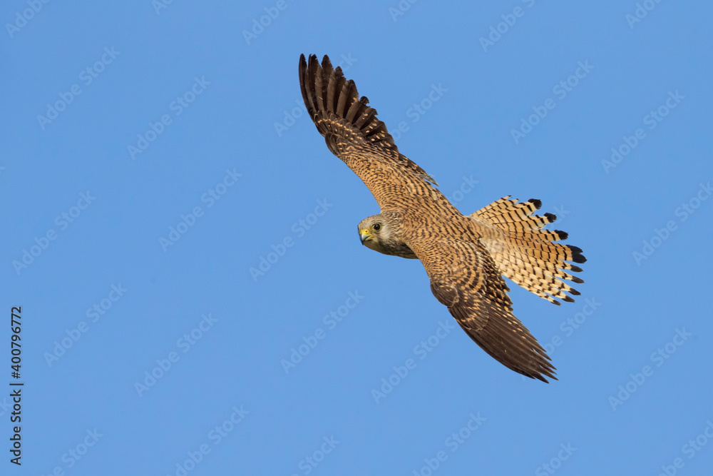 Fototapeta premium Kleine torenvalk, Lesser Kestrel, Falco naumanni
