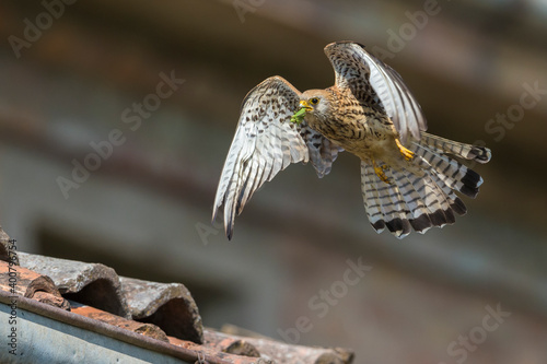 Kleine torenvalk, Lesser Kestrel, Falco naumanni photo
