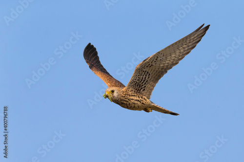Kleine torenvalk  Lesser Kestrel  Falco naumanni