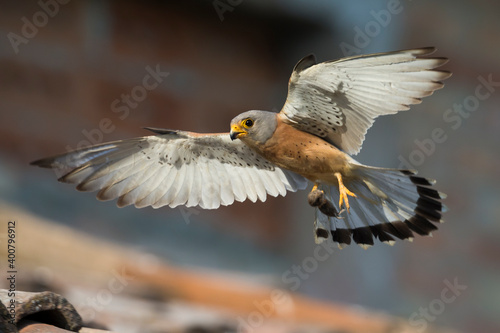 Kleine torenvalk, Lesser Kestrel, Falco naumanni photo