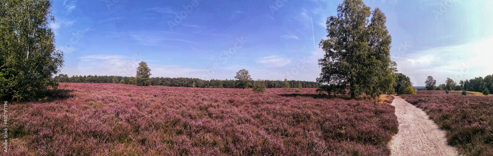 Lüneburg heath natural reserve, hiking trail leading through heather landscape Lüneburg heath natural reserve, hiking trail leading through heather landscape