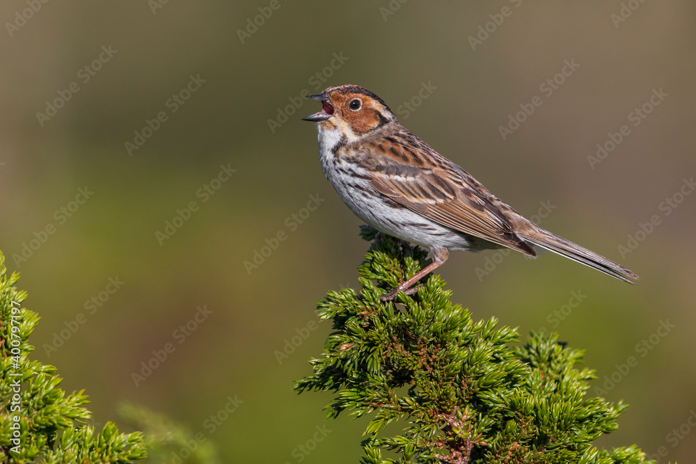 Dwerggors; Little Bunting; Emberiza pusilla Dwerggors; Little Bunting; Emberiza pusilla