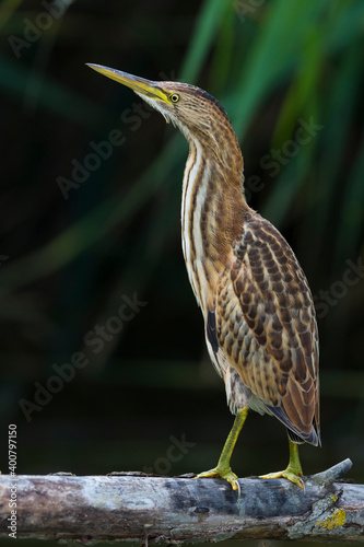 Woudaap; Little Bittern; Ixobrychus minutus photo