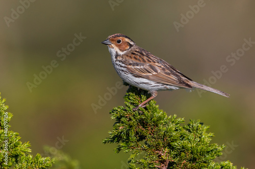 Obraz na płótnie Dwerggors; Little Bunting; Emberiza pusilla w salonie