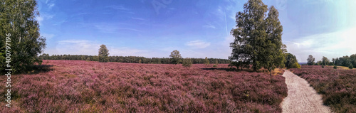 Lüneburg heath natural reserve, hiking trail leading through heather landscape