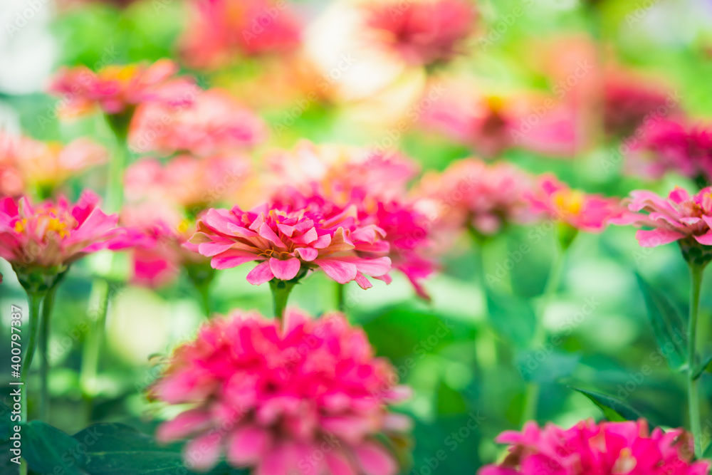 Abstract blur of nature pink flower with copy space using as fresh ecology background concept Abstract blur of nature pink flower with copy space using as fresh ecology background concept