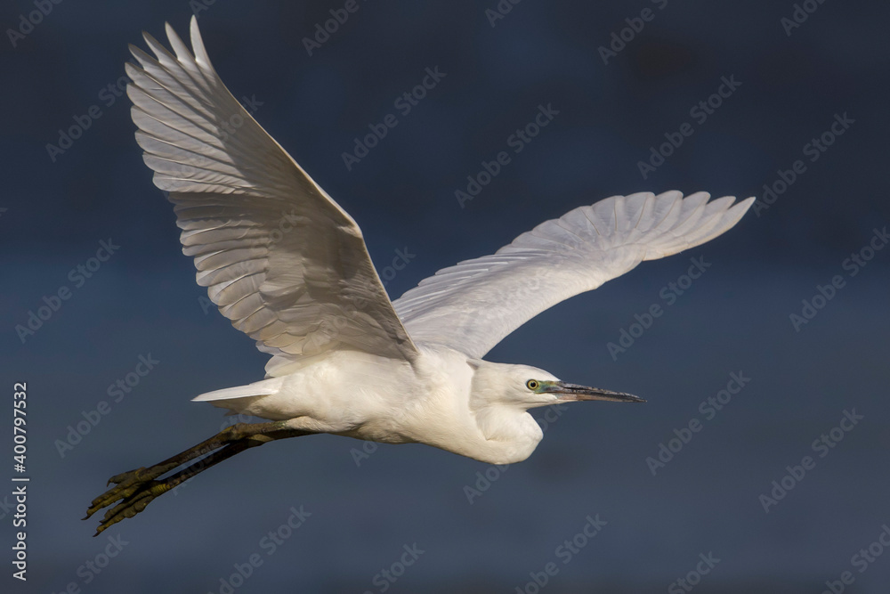 Kleine Zilverreiger, Little Egret; Egretta garzetta Kleine Zilverreiger, Little Egret; Egretta garzetta