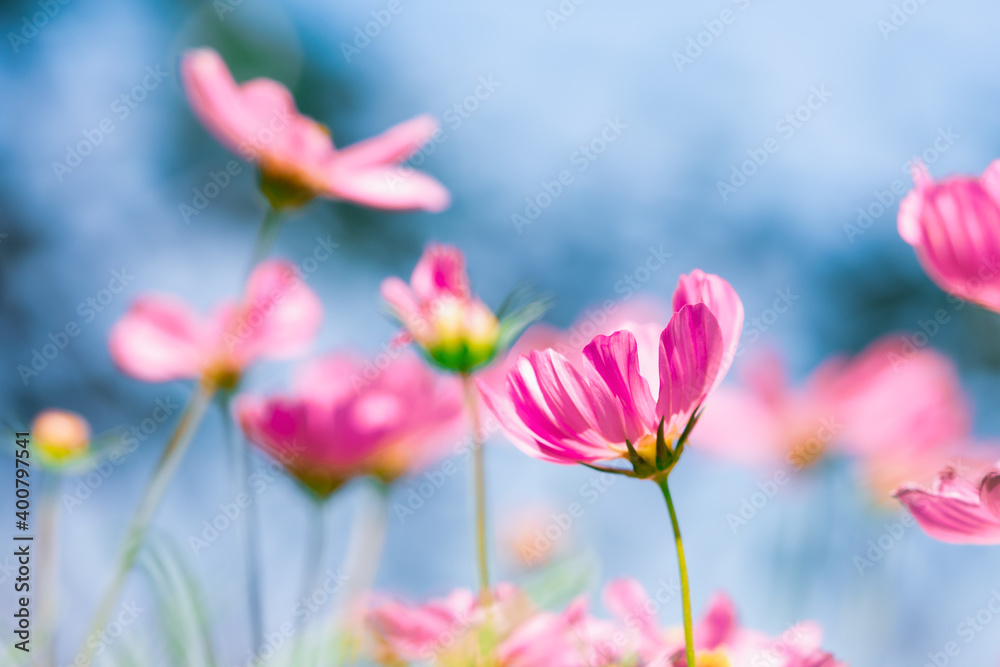 Closeup Cosmos flower with copy space on blue sky background using as fresh ecology background concept