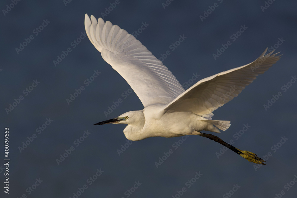 Fototapeta premium Kleine Zilverreiger, Little Egret; Egretta garzetta
