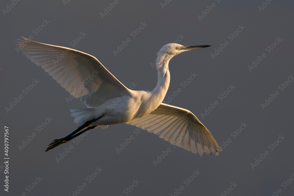 Obraz premium Kleine Zilverreiger, Little Egret; Egretta garzetta