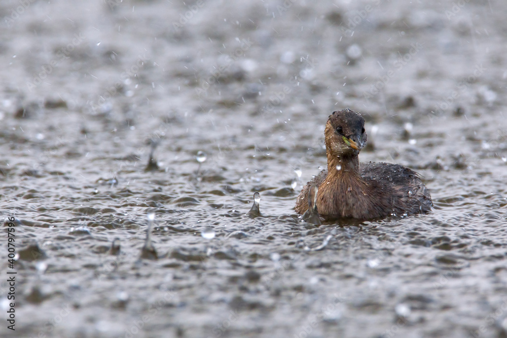 Fototapeta premium Dodaars, Little Grebe; Tachybaptus ruficollis