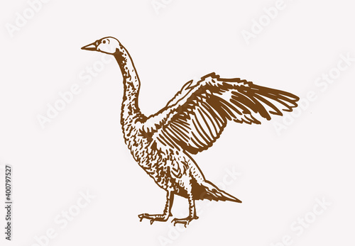 Vector vintage illustration of swan, sepia background, graphical drawing