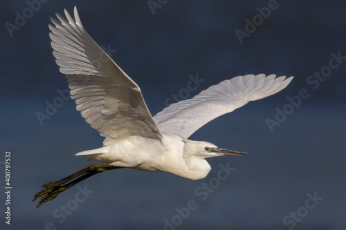 Kleine Zilverreiger, Little Egret; Egretta garzetta