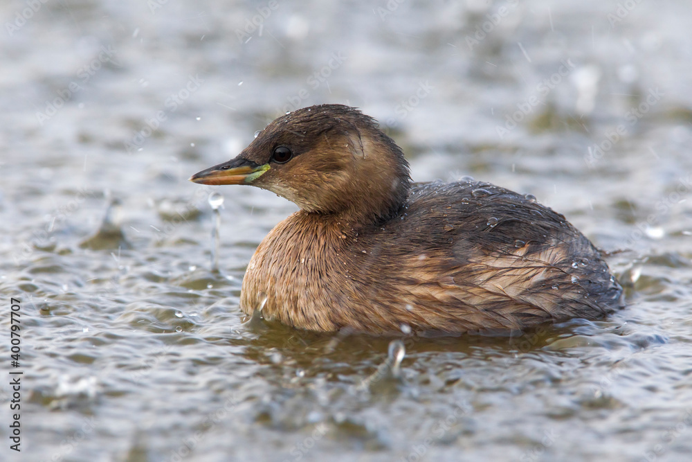 Dodaars, Little Grebe; Tachybaptus ruficollis Dodaars, Little Grebe; Tachybaptus ruficollis