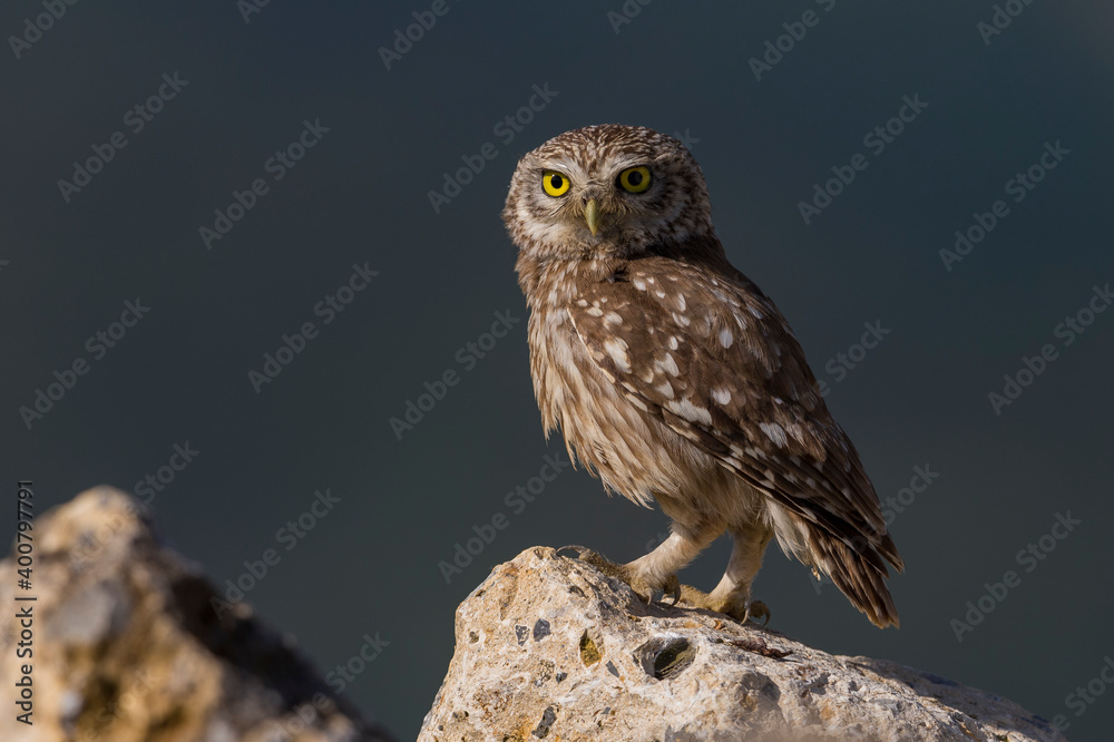Steenuil; Little Owl; Athene noctua Steenuil; Little Owl; Athene noctua