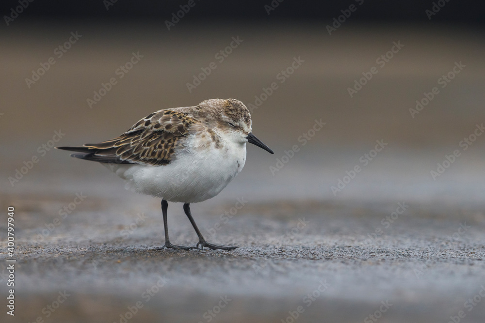 Kleine Strandloper; Little Stint; Calidris minuta Kleine Strandloper; Little Stint; Calidris minuta