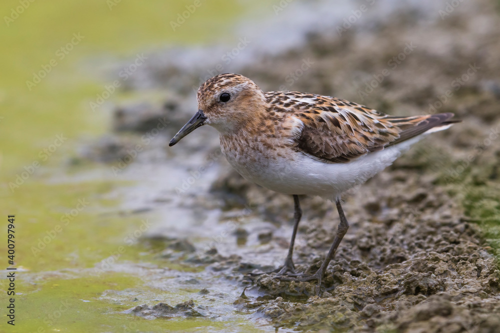 Kleine Strandloper; Little Stint; Calidris minuta Kleine Strandloper; Little Stint; Calidris minuta