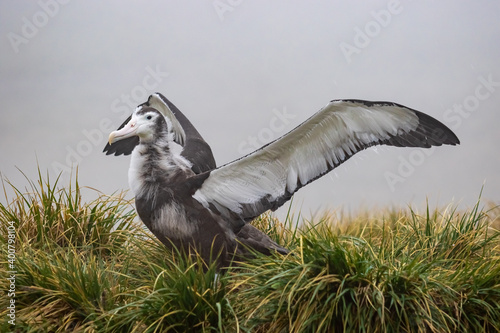 Foto Albatross chick spreads its wings in a nest in South Georgia