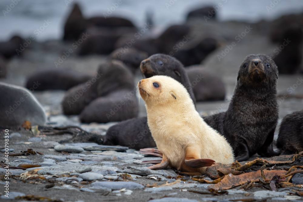 A young albino fur seal at a fur seal colony on a stone beach in South Georgia. Close-up. A young albino fur seal at a fur seal colony on a stone beach in South Georgia. Close-up.