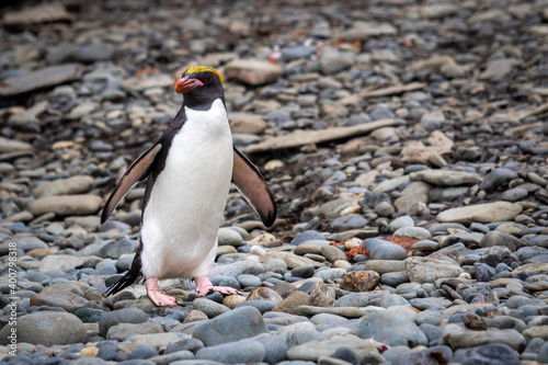 A macaroni penguin stands on a stone beach with its wings spread in South Georgia