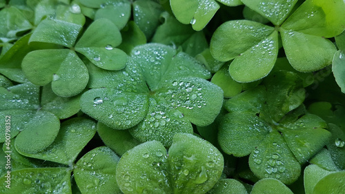 trefoil clover leaves green with water drops on it