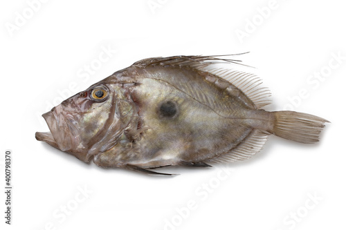 Peter's Fish, John Dory, Zeus faber, St Pierre, isolated on white background
