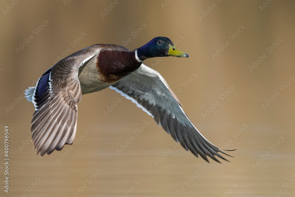 Obraz premium Wilde Eend, Mallard, Anas platyrhynchos