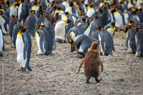 A young king penguin chick with brown feathers among the adult king penguins in South Georgia.