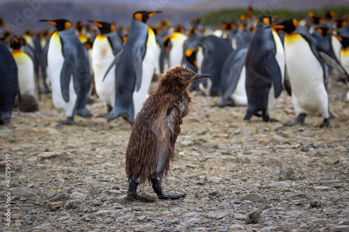 A wet young king penguin chick with brown feathers walks among the adult king penguins in South Georgia.
