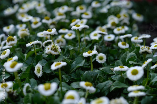 low angle view of many white daisy flowers and green leaves. blur background