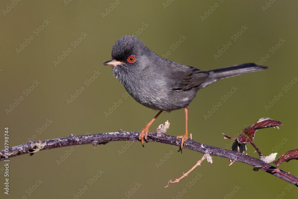 Fototapeta premium Sardijnse Grasmus; Marmora's Warbler; Sylvia sarda