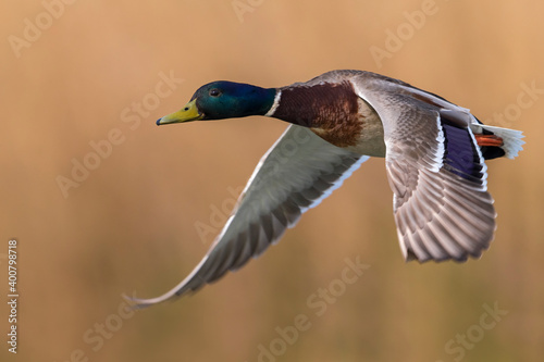 Wilde Eend, Mallard, Anas platyrhynchos photo