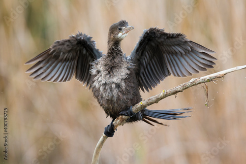 Dwergaalscholver; Pygmy Cormorant; Microcarbo pygmaeus photo