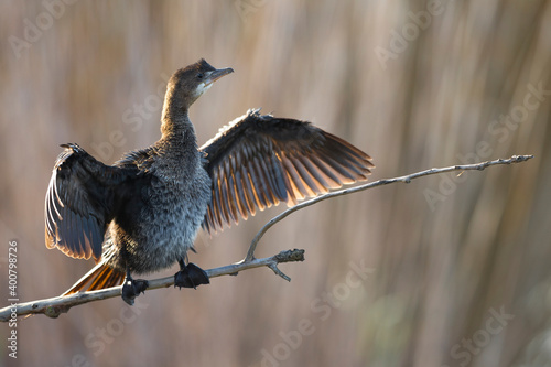 Dwergaalscholver; Pygmy Cormorant; Microcarbo pygmaeus photo