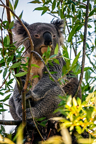 Fototapeta Naklejka Na Ścianę i Meble -  Koala on the eucaliptus tree. Latin name - Phascolarctos cinereus