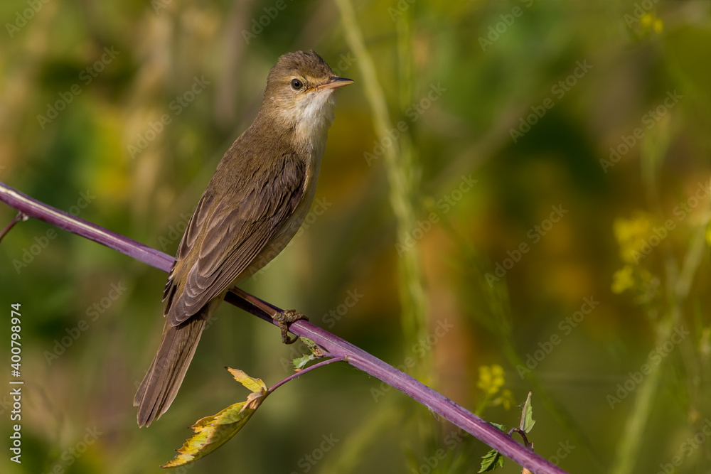 Bosrietzanger, Marsh Warbler, Acrocephalus palustris Bosrietzanger, Marsh Warbler, Acrocephalus palustris