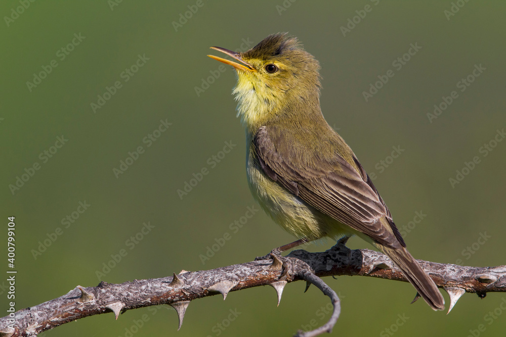 Orpheusspotvogel, Melodious Warbler; Hippolais polyglotta