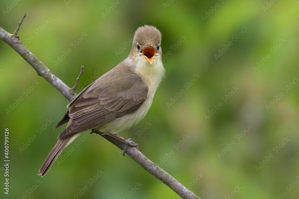 Fototapeta premium Orpheusspotvogel, Melodious Warbler; Hippolais polyglotta