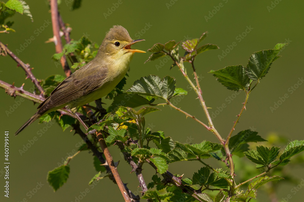 Orpheusspotvogel, Melodious Warbler; Hippolais polyglotta Orpheusspotvogel, Melodious Warbler; Hippolais polyglotta