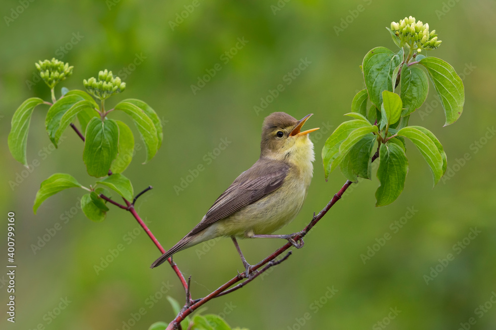 Orpheusspotvogel, Melodious Warbler; Hippolais polyglotta