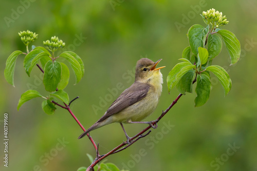 Obraz na płótnie Orpheusspotvogel, Melodious Warbler; Hippolais polyglotta w salonie