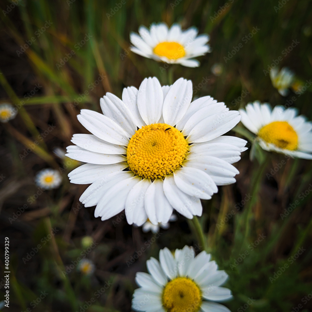 Obraz premium daisies in a garden