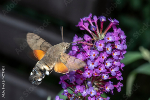 Taubenschwänzchen (Macroglossum stellatarum)