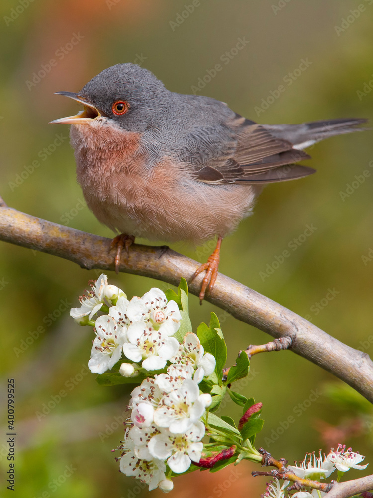 Fototapeta premium Moltoni’s Baardgrasmus, Moltoni's Warbler; Sylvia subalpina