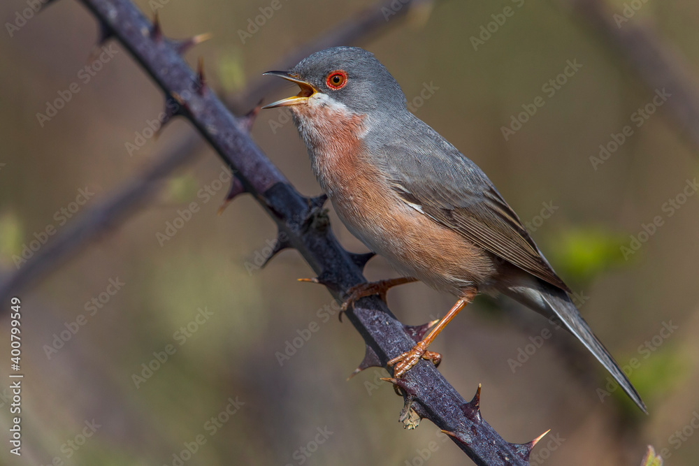 Moltoni’s Baardgrasmus, Moltoni's Warbler; Sylvia subalpina Moltoni’s Baardgrasmus, Moltoni's Warbler; Sylvia subalpina